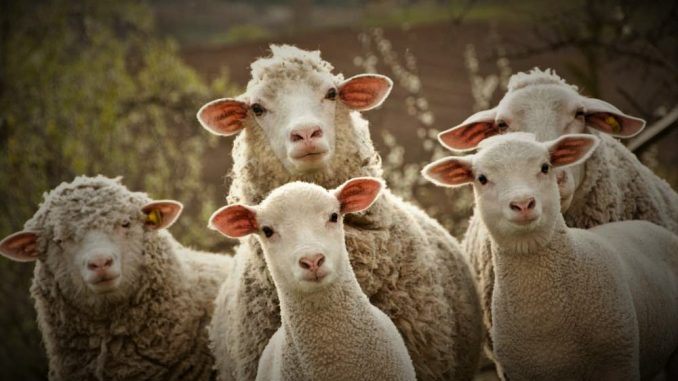 Причины поноса у овец, лечение и профилактика